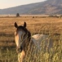 Dangerous Horse Virus Found in Canyon County