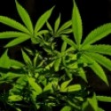 Marijuana in Idaho – Part 5 – Will it ever be legal in Idaho?